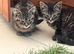 Kittens for sale