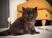 Black Smoke Ragcoon Kittens