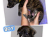 Lurcher puppies for sale