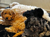F1b Toy cockapoo 2 girls left