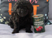 Only one Pup Left Ready 3-7-2026 from Extensively DNA & Health Tested Parents