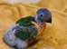 Hand-Reared Rainbow Lorikeets