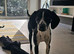 Beautiful Female Pocket Pointer. 21 months old.