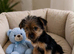 Yorkshire terrier pups