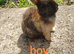 Mini rex x mini lop
