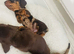 Beautiful dachshund puppies