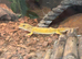 Breeding pair of leopard geckos