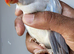 Semi Tame Beautiful Rare Opaline Cleartail Mutation Baby Ringneck
