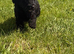READY TO LEAVE NOW MINIATURE LABRADOODLE PUPPIES