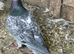 Racing pigeon for sale