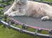 Beautiful 9-Month-Old Cat Looking for a Loving Home