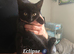 4 Playful kittens Wanting Their Forever homes