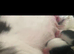 Beautiful Japanese chin puppies