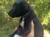 Mali X collie puppies