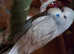2025 BRED EXHIBITION BUDGIES