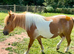 Daisy- A lovely Standard Shetland