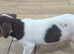 Jack Russell pups