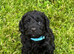 Cockapoo puppies F1