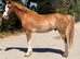 14.1 10 year old welsh C ride & drive gelding.