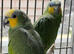 Stunning Amazon parrot for sale