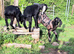 Pedigree Anglo Nubian kids for sale