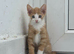 READY NOW ginger boy & 1 calico girl