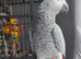 African grey parrot