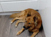 German shepard cross for [STUD]