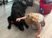 Coker spaniel/ Labrador
