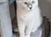 RTG!Champ,TICA, pedigree ragdoll kitten