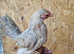 30+ birds chicken, duck, turkeys