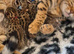 STUNNING BROWN TICA BENGAL KITTENS
