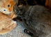 Beautiful part maincoon babies
