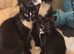 Male kittens