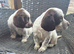 Cocker spaniels