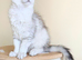 Tica Registered Shaded Kittens