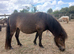 Registered miniature Shetland two years old filly
