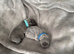 2 male French bulldog pups ready in 5 weeks