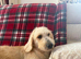 GOLDENDOODLE. F1