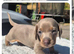 2 miniature dachshund girl
