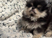 XS teddy Pomeranian
