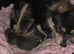 Pomchi puppies.