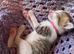 Beautiful kittens ready to leave in 4 weeks