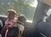 Black dapple male 1 and half.  Isabella dapple female 1 and 4 month