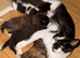 One kitten left