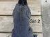 Pure bred continental giants READY TO LEAVE
