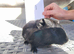 Baby guinea pigs for sale