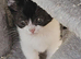 Kittens ready now British Shorthair