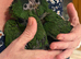Hand reared hahns macaw (male)