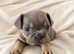 Pati's Prestige Pups- KC registered French Bulldog puppies